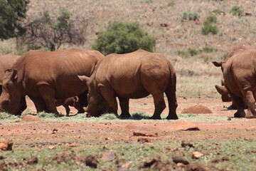 Fototapeta premium Rhino and Lion Nature Reserve, Krugersdorp, South Africa.