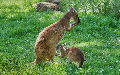 Obraz premium KANGAROOS FAMILY