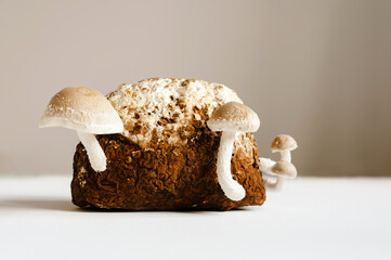 Shiitake Mushrooms on mycelium block. Traditional asian mushroom. Healthy organic medicinal food....