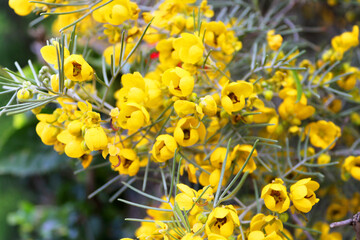 Beautiful yellow blooming flowers in Larnanca, Cyprus