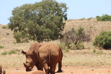 Obraz premium Rhino and Lion Nature Reserve, Krugersdorp, South Africa.
