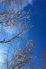 Snow covered tree on a winter sunny day. Beautiful close-up view of dark tree branches with white snow against a bright blue sky.
