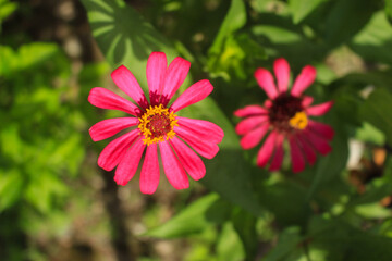 Obraz premium time for flowers to bloom