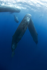 Sperm whale near the surface. Swimming with whales. Rare encounter in the tropical ocean. 