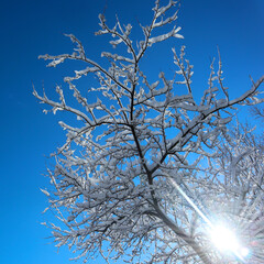 Snow covered tree on a winter sunny day. Beautiful close-up view of dark tree branches with white snow against a bright blue sky.