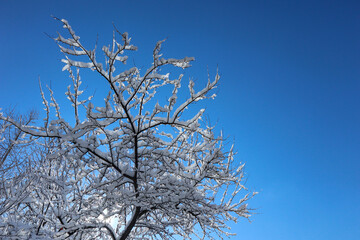 Snow covered tree on a winter sunny day. Beautiful close-up view of dark tree branches with white snow against a bright blue sky.