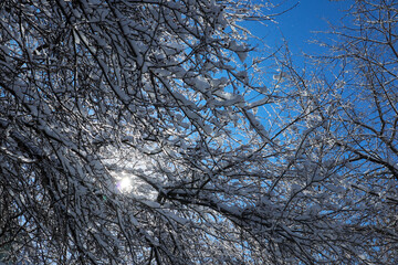 Snow covered tree on a winter sunny day. Beautiful close-up view of dark tree branches with white snow against a bright blue sky.