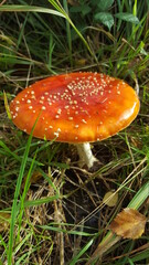 fly agaric mushroom