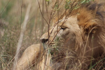Rhino and Lion Nature Reserve, Krugersdorp, South Africa.