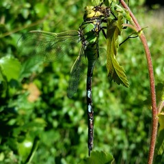 dragonfly on a branch