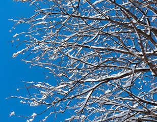 Snow covered tree on a winter sunny day. Beautiful close-up view of dark tree branches with white snow against a bright blue sky.