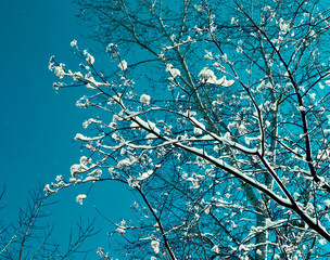 Snow covered tree on a winter sunny day. Beautiful close-up view of dark tree branches with white snow against a bright blue sky.