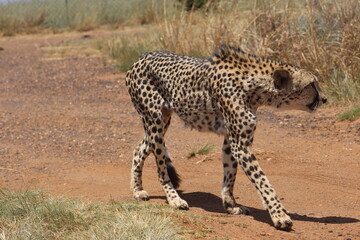 Rhino and Lion Nature Reserve, Krugersdorp, South Africa.