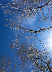 Snow covered tree on a winter sunny day. Beautiful close-up view of dark tree branches with white snow against a bright blue sky.