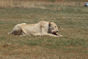 Rhino and Lion Nature Reserve, Krugersdorp, South Africa.