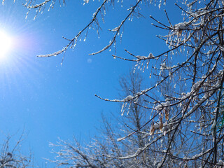 Tree branches with snow on a winter sunny day. A lot of small sparkling snowflakes fly in the air. A lot of small sparkling snowflakes fly in the air. 
Gentle wind, light breeze kicks up snowflakes.