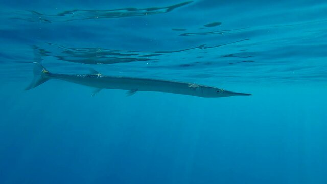 Close-up of Needlefish slowly swims under surface of the blue water reflecting from the water surface. Slow motion