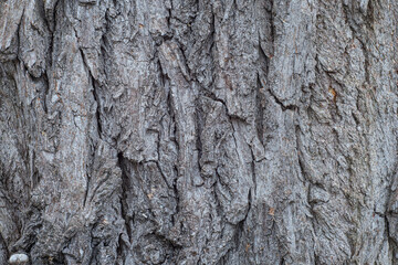 
Texture of the bark of an old tree on a cloudy day.