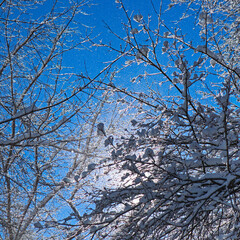 Tree branches with snow on a winter sunny day. A lot of small sparkling snowflakes fly in the air. A lot of small sparkling snowflakes fly in the air. 
Gentle wind, light breeze kicks up snowflakes.