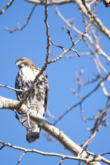 A picture of a juvenile red-tailed hawk perching on the branch.   BC Canada
