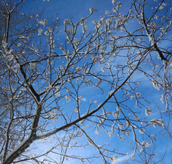 Tree branches with snow on a winter sunny day. A lot of small sparkling snowflakes fly in the air. A lot of small sparkling snowflakes fly in the air. 
Gentle wind, light breeze kicks up snowflakes.
