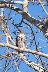 A picture of a juvenile red-tailed hawk perching on the branch.   BC Canada
