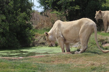 Rhino and Lion Nature Reserve, Krugersdorp, South Africa.