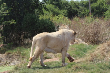 Rhino and Lion Nature Reserve, Krugersdorp, South Africa.