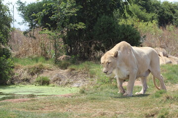Rhino and Lion Nature Reserve, Krugersdorp, South Africa.