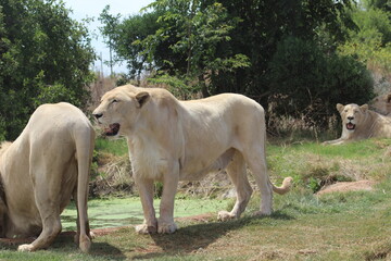 Fototapeta premium Rhino and Lion Nature Reserve, Krugersdorp, South Africa.