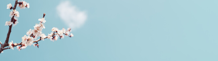 Blossoming branches apricot in spring on sky background banner with copy space