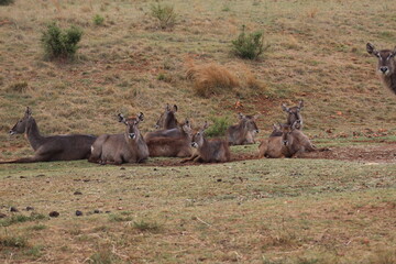 Rhino and Lion Nature Reserve, Krugersdorp, South Africa.