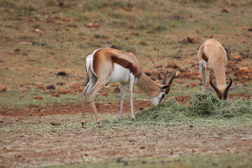 Rhino and Lion Nature Reserve, Krugersdorp, South Africa.
