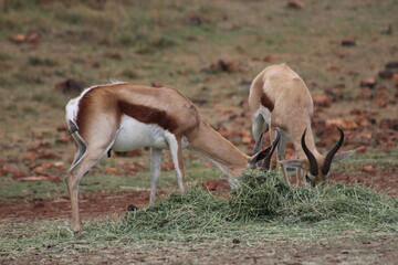 Rhino and Lion Nature Reserve, Krugersdorp, South Africa.
