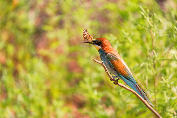 Kingfisher or Alcedo atthis perches on branch with batterfly in its beak