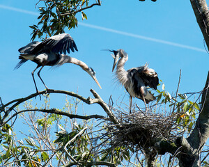 Blue Heron Stock Photos. Blue Heron bird in courtship on the nest with blue sky background with spread wings and fluffy feathers in their environment and habitat. Image. Picture. Portrait.
