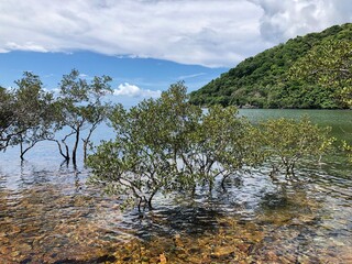 Tropical Mangroves in Shallow Sea Water with Mountain Rising, Con Dao Island, Vietnam