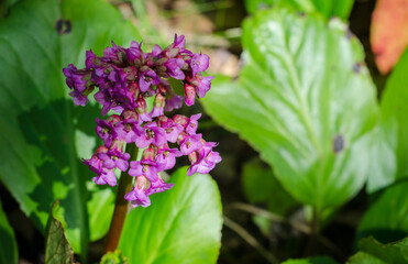 Bergenia crassifolia