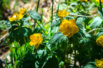 Trollius