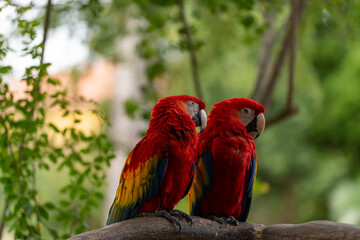 Couple of Parrots enjoying the nature