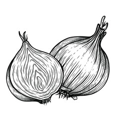 Vector sketch illustration of onion drawing isolated on white. Engraved style. Ink. natural business. Vintage, retro object for menu, label, recipe, product packaging
