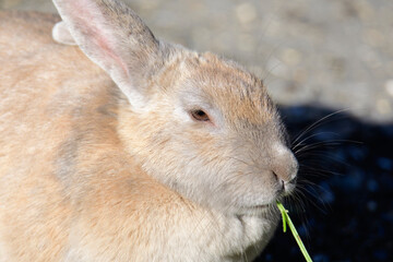 A portrait of a rabbit.   Vancouver BC Canada
