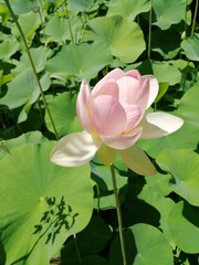 Fleurs 