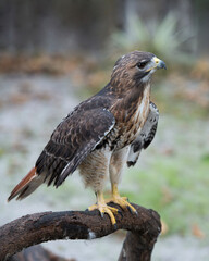 Hawk stock photo. Hawk close-up profile view perched on a tree branch displaying brown feathers plumage, talons, with a blur background in its habitat and environment. Image. Portrait. Picture.