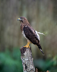 Hawk stock photo. Hawk close-up profile view perched on a tree branch displaying brown feathers plumage, tail, talons, with a blur background in its habitat and environment. Image. Portrait. Picture.