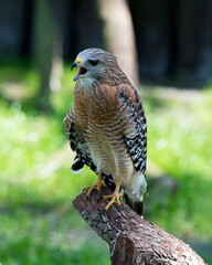 Hawk bird stock photo.  Image. Portrait. Picture. Hawk bird perched on branch with background.  Hawk bird close-up profile.