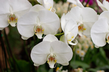 Naklejka na ściany i meble White Orchid on the nature back ground