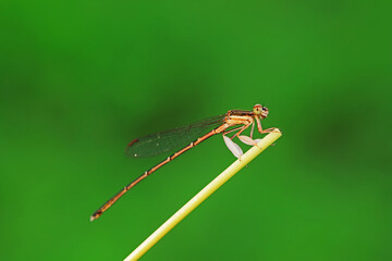 Tiny dragonflies perches on the leaves of wild plants, North China