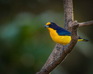 A multicoroed songbird perched on a tree branch