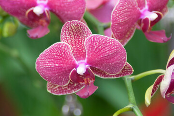 Fototapeta na wymiar a Beautiful flower garden. beautiful orchids, spring day